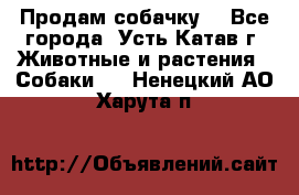 Продам собачку  - Все города, Усть-Катав г. Животные и растения » Собаки   . Ненецкий АО,Харута п.